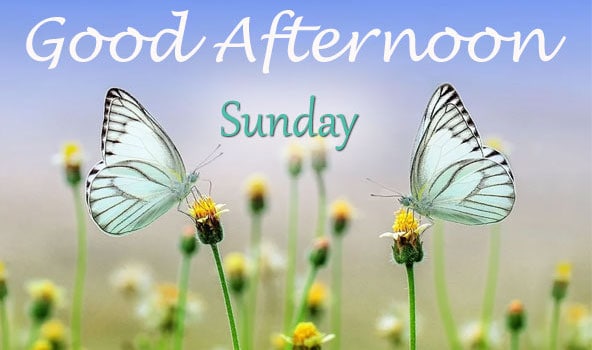 Good Afternoon Images HD