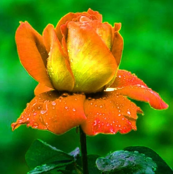 Flower Whatsapp DP