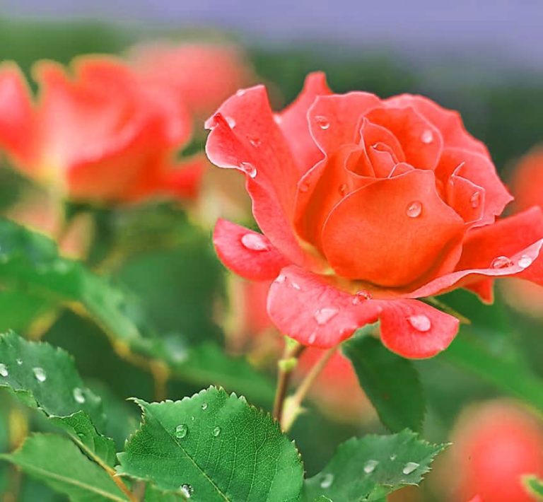 [100+] Flowers DP for Whatsapp & Instagram (HD)