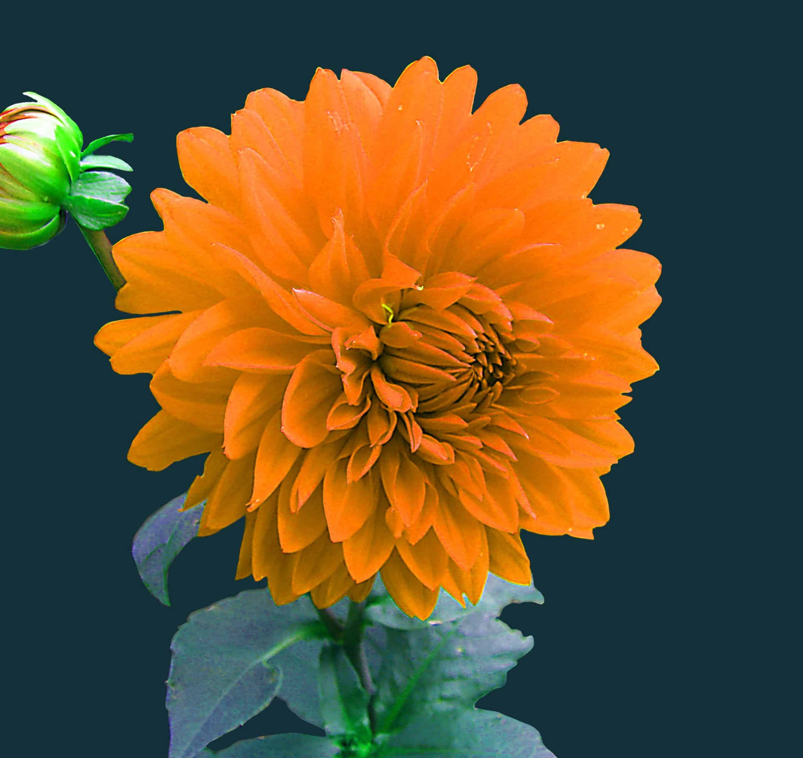 Flower DP for Whatsapp