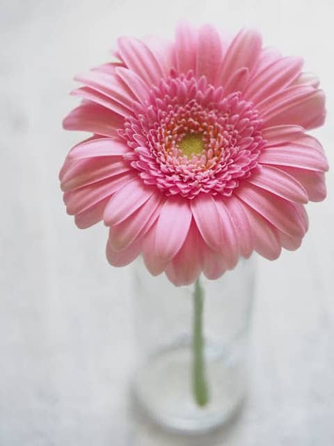 Flower DP for Whatsapp