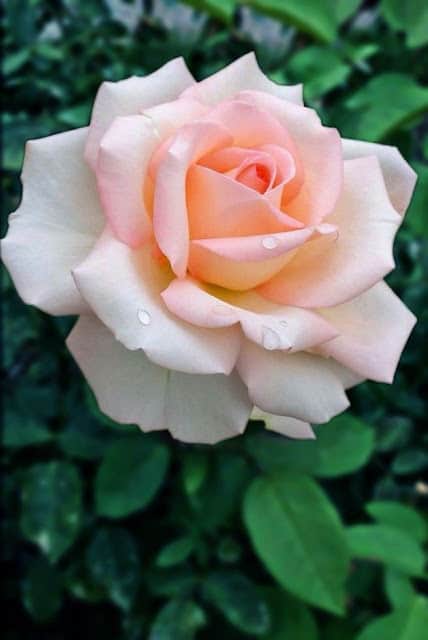 Flower DP for Whatsapp