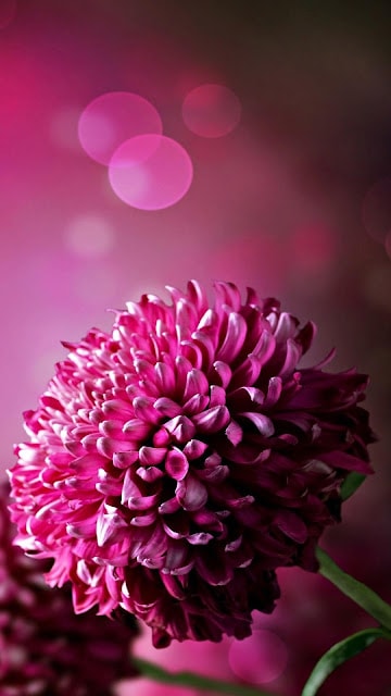 Flower DP for Instagram