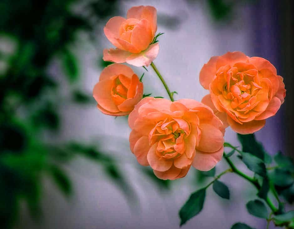 Flowers DP