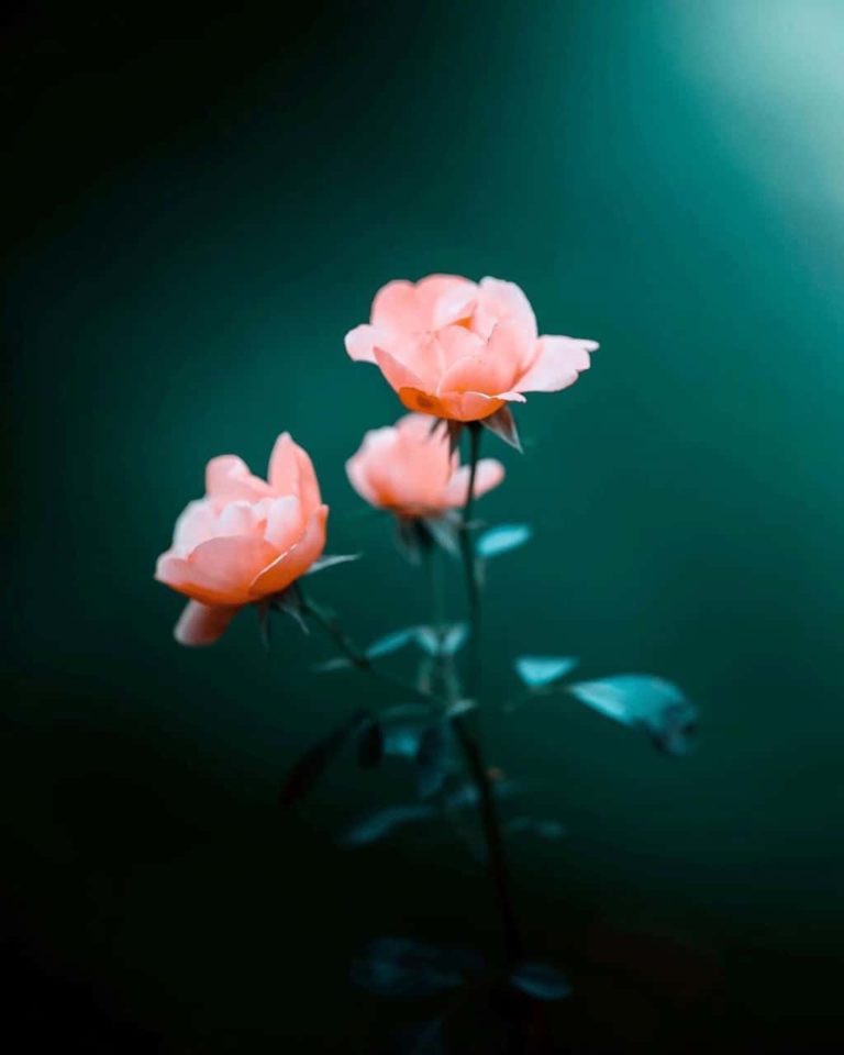 [100+] Flowers DP for Whatsapp & Instagram (HD)