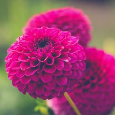 Beautiful Flower DP