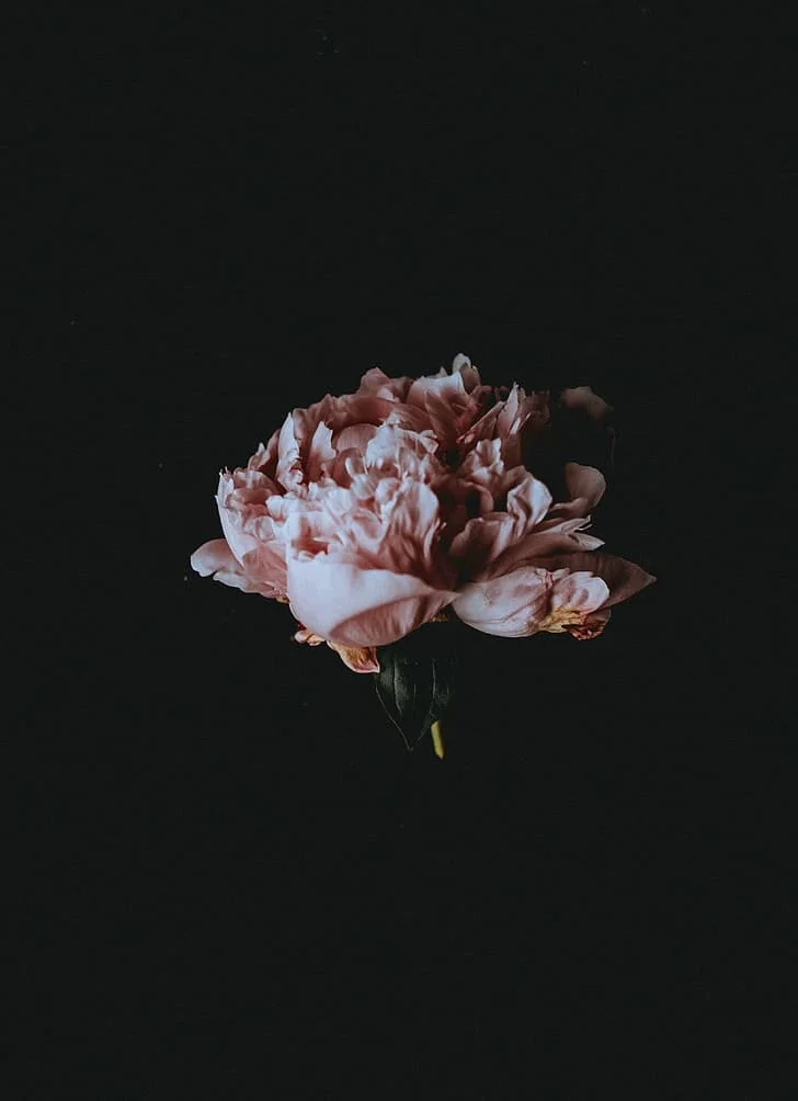 Flower DP Photos