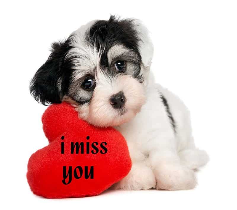 I Miss You Logo Wallpapers  Wallpaper Cave