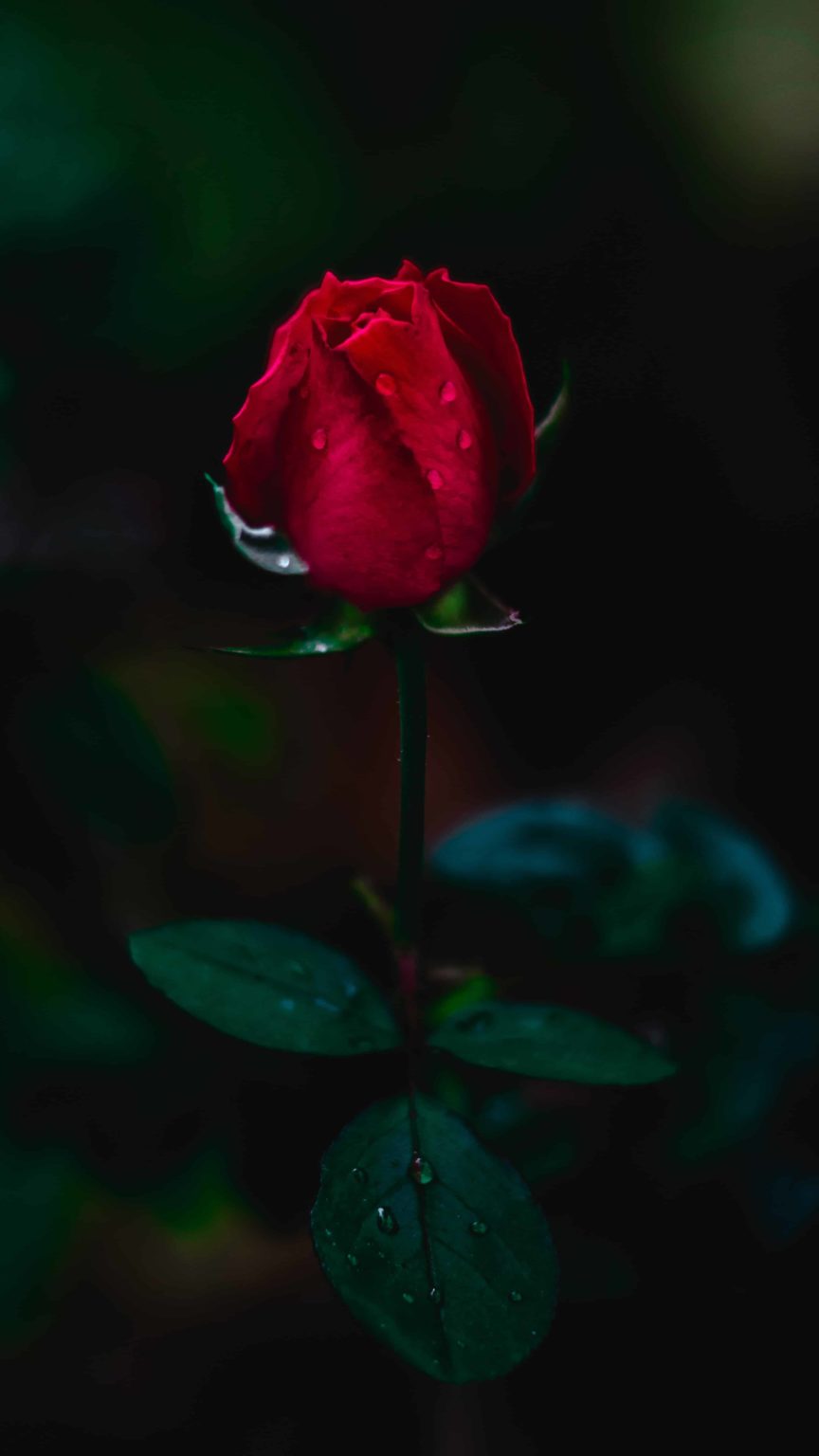 [50+] Rose DP for Whatsapp & Instagram (HD)