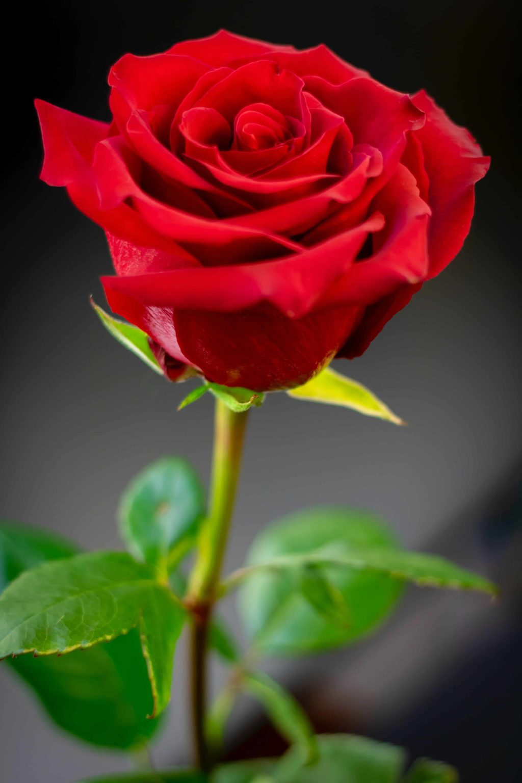 [50+] Rose DP for Whatsapp & Instagram (HD)