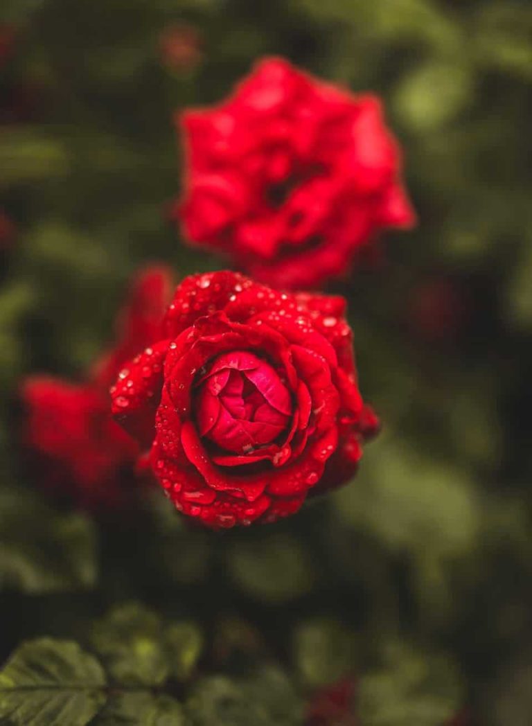 [50+] Rose DP for Whatsapp & Instagram (HD)