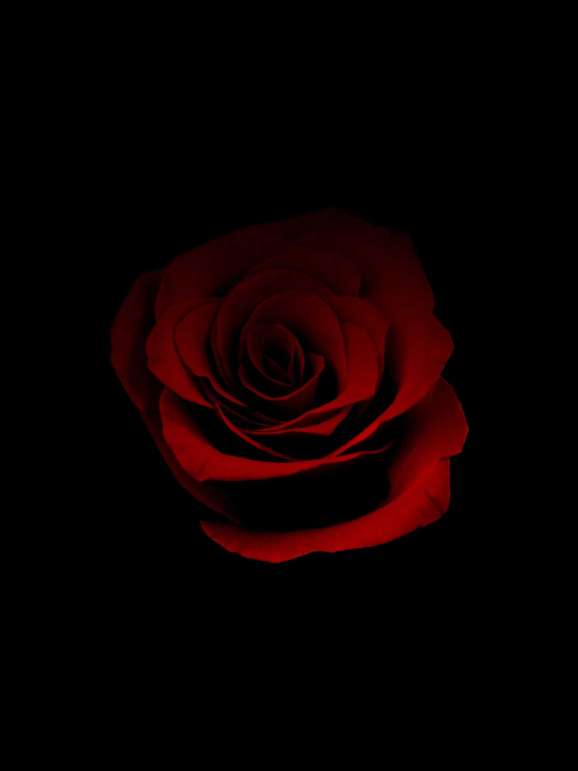 Rose Flower DP