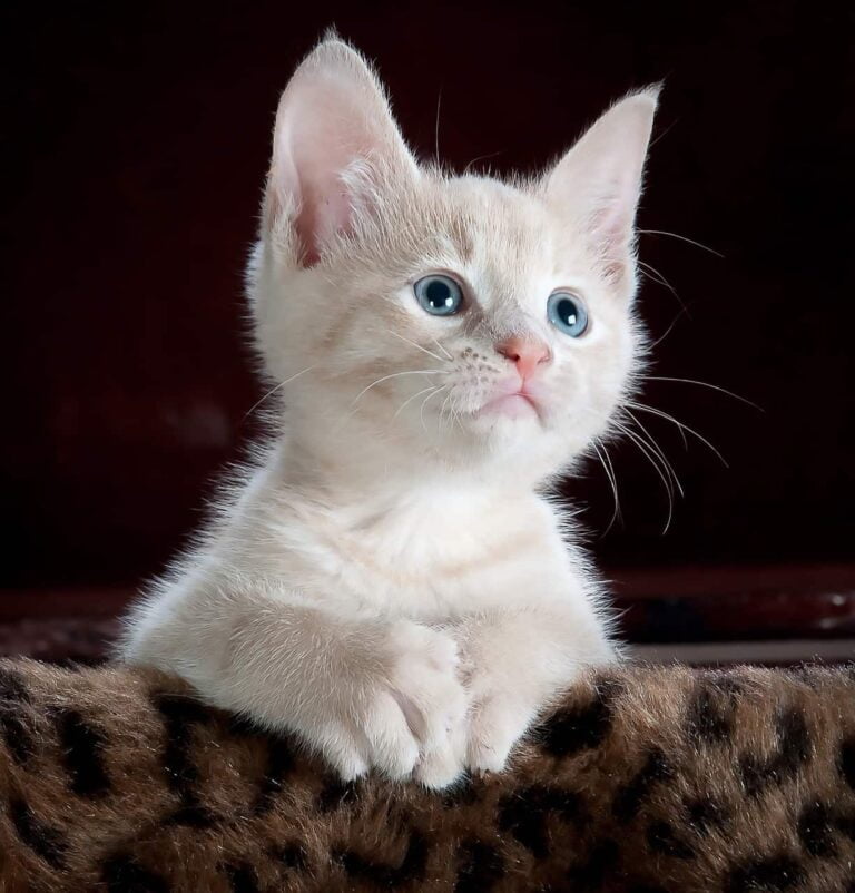 [50+] Cat DP for Whatsapp & Instagram (HD) - PhotosFile