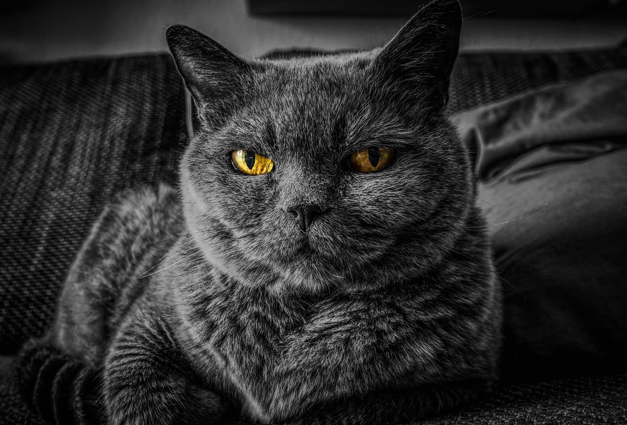 Cat DP for Instagram