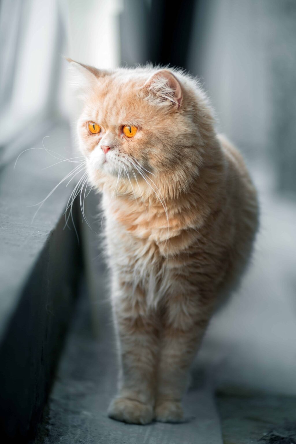 [50+] Cat DP for Whatsapp & Instagram (HD) - PhotosFile