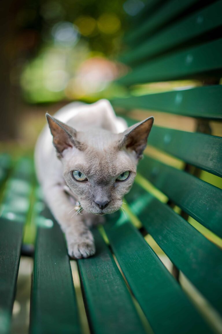 [50+] Cat DP for Whatsapp & Instagram (HD) - PhotosFile