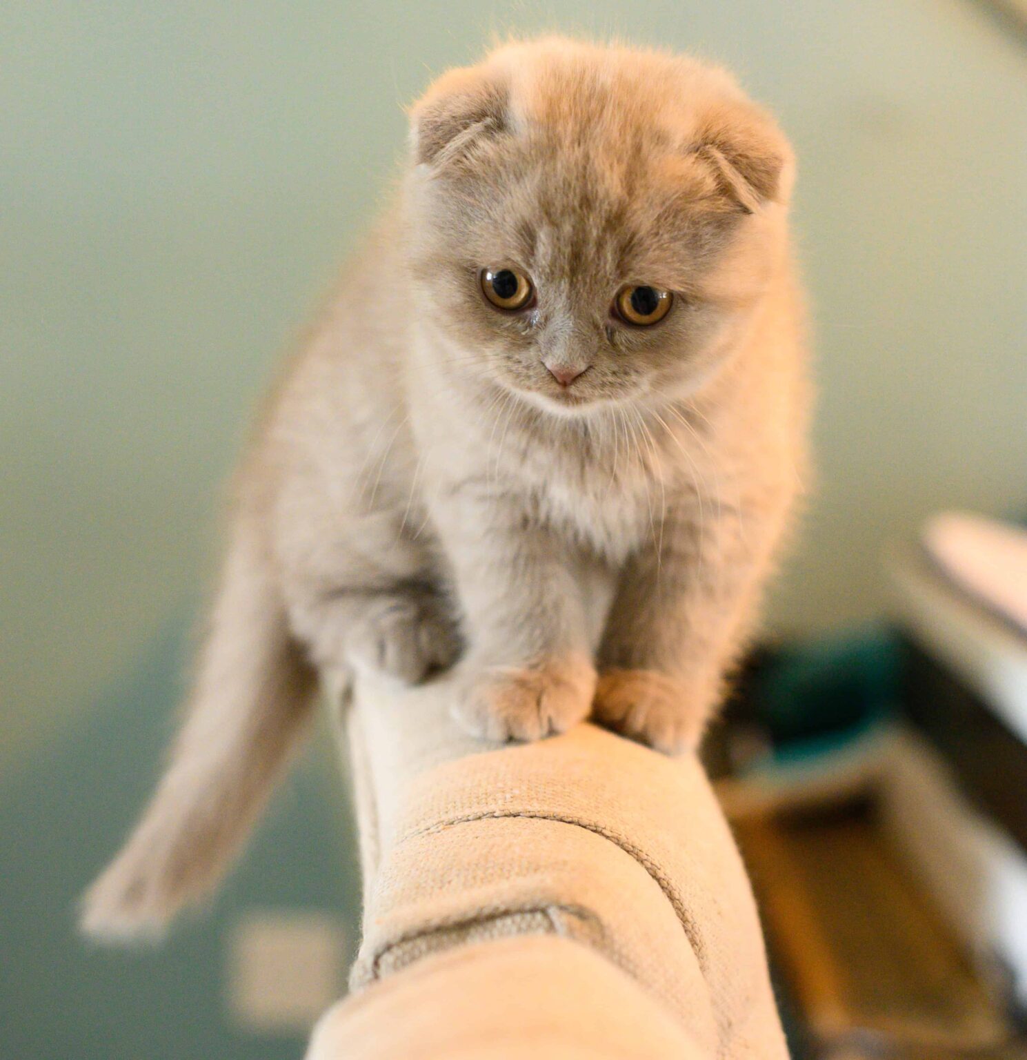 [50+] Cat DP for Whatsapp & Instagram (HD) - PhotosFile