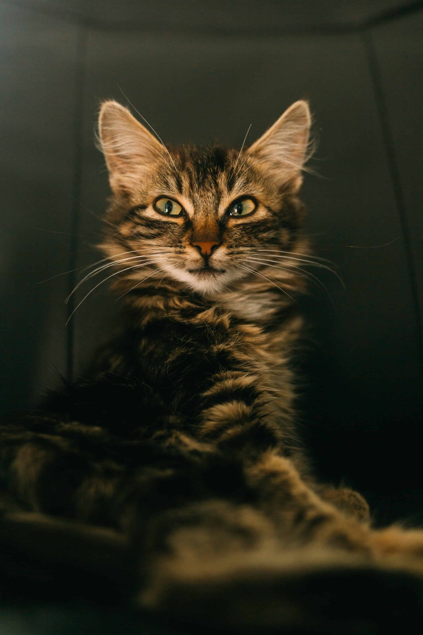 [50+] Cat DP for Whatsapp & Instagram (HD) - PhotosFile