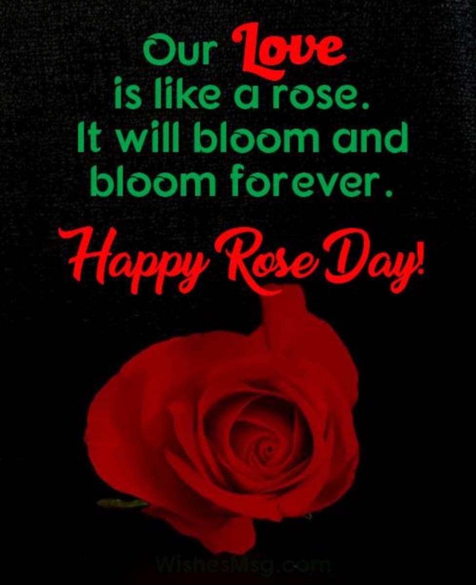 Valentine Rose Day Images