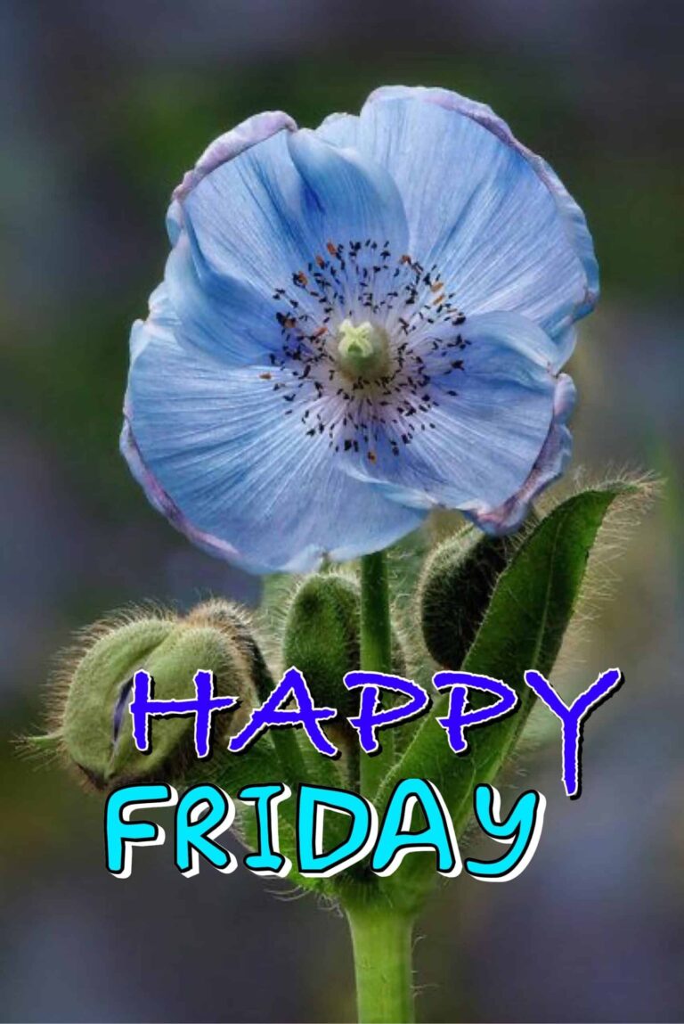 [90+] Happy Friday Images, Photos, Pics & Wallpaper (HD)